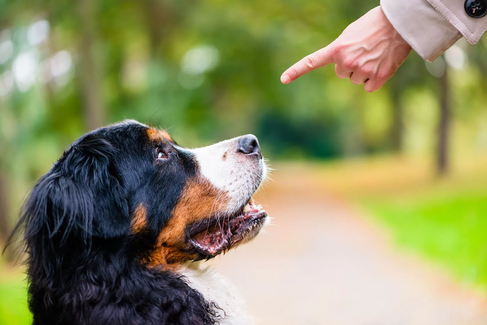 Puppy Training Basics