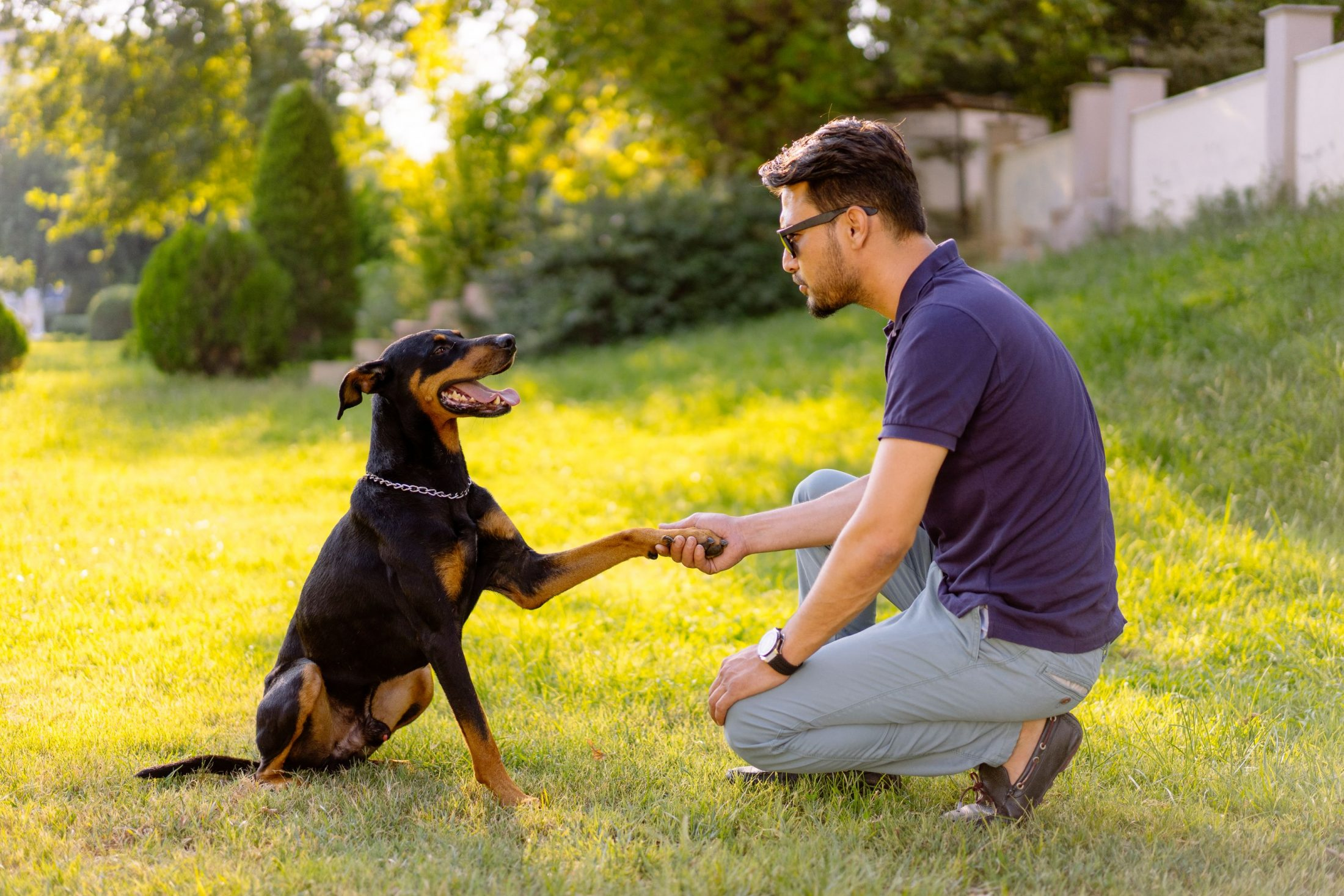 Professional pet training in action